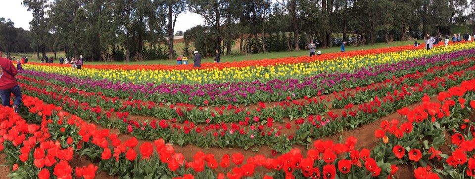Rows of red and yellow tulips in flower at the Tesselaar festival